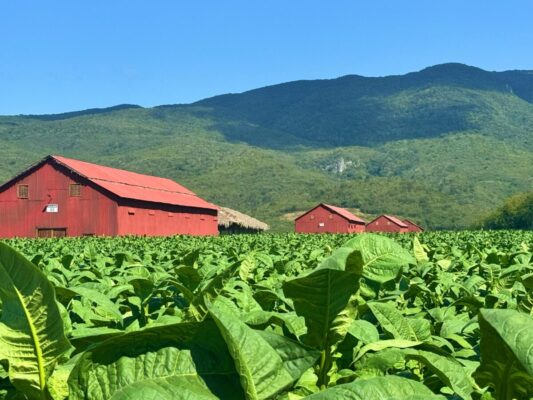 Davidoff Finca Schneider Tobacco Field